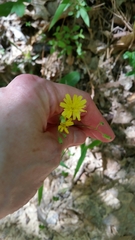 Hieracium marianum