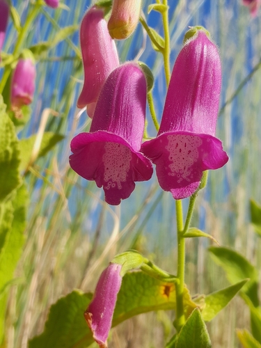 Spanish Peaks Foxglove