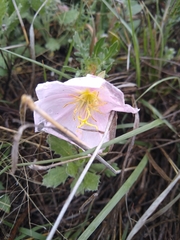 Oenothera albicaulis