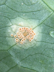 Puccinia sessilis