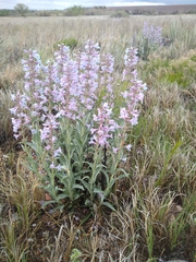 Penstemon angustifolius