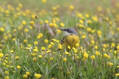 Motacilla flava iberiae