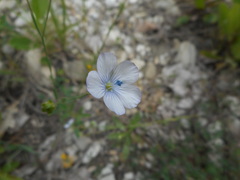 Linum bienne