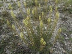 Reseda lutea
