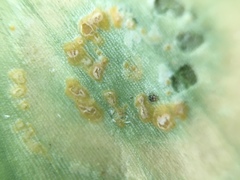 Puccinia allii