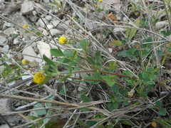 Medicago lupulina