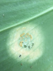 Puccinia allii