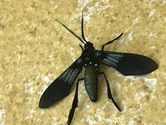 Macrocneme chrysitis