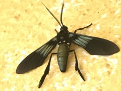 Macrocneme chrysitis