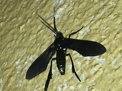 Macrocneme chrysitis