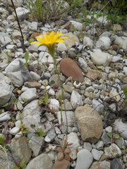 Hypochaeris achyrophorus