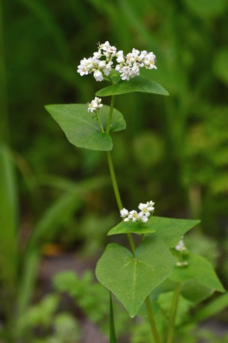 Common Buckwheat