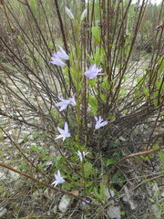 Campanula rapunculus