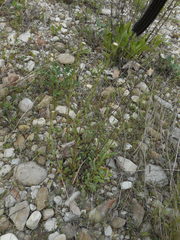 Leucanthemum ircutianum