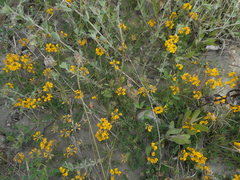 Hippocrepis comosa