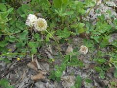 Trifolium repens