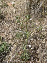 Gilia stellata