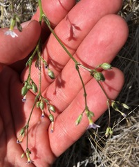 Gilia stellata