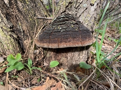 Phellinus everhartii