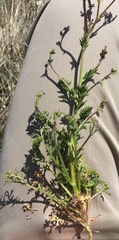 Gilia stellata