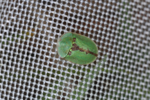 Cassida pannonica