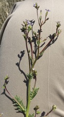 Gilia stellata