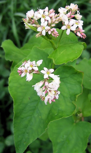Common Buckwheat