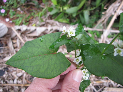 Common Buckwheat
