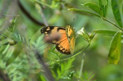 Colotis calais calais