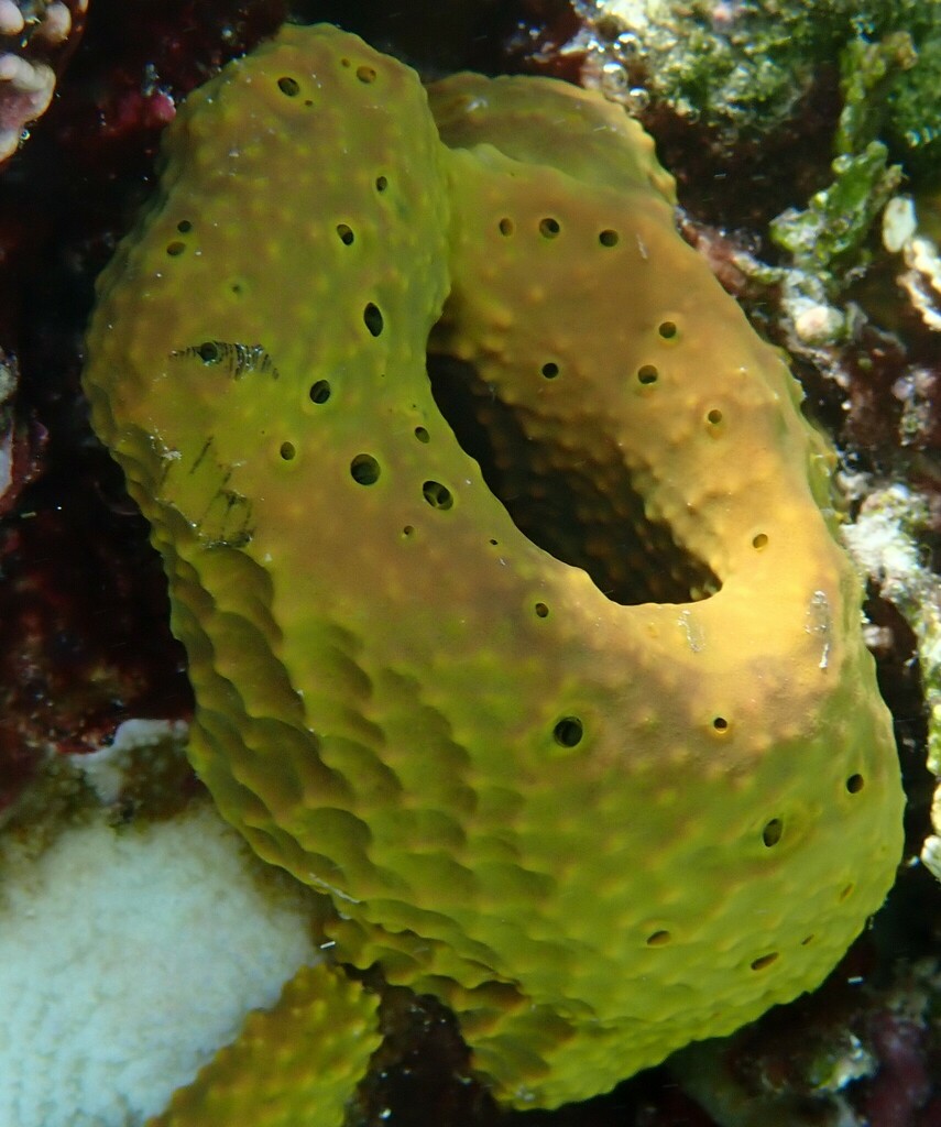 Pseudoceratina