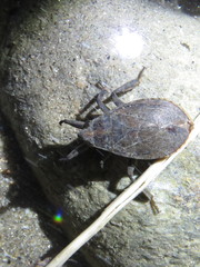 Abedus indentatus