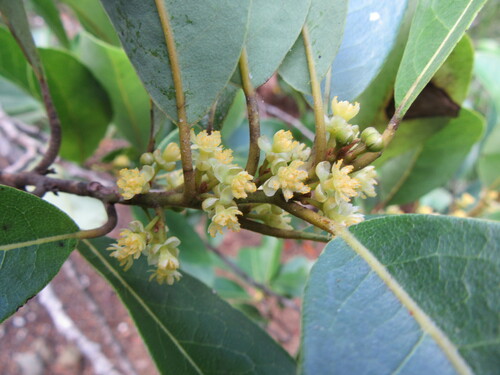 Adenodaphne