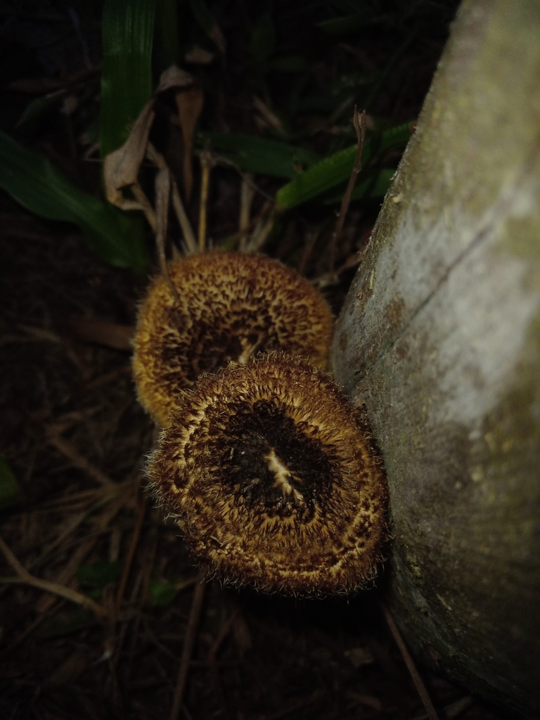 Lentinus berteroi · May 2024 · photo: © siguisira (iNaturalist, cc0)