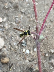 Pterocheilus
