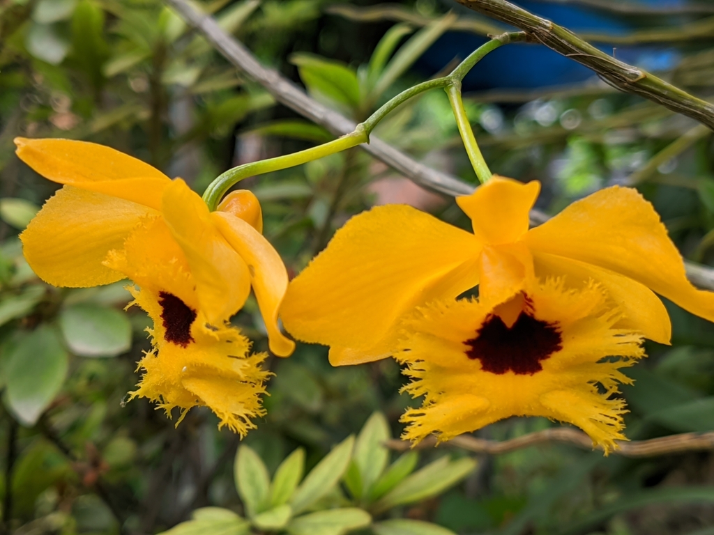 Dendrobium hookerianum Lindl.