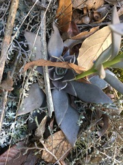 Echeveria bifida