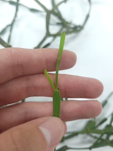 Image of Viscum articulatum by (c) 曾昱承 Yu-Cheng Zeng, some rights reserved (CC BY)