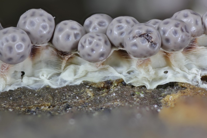 Diderma Diderma cor-rubrum from Provincia di Verona, Italia on October 4, 2012 ...