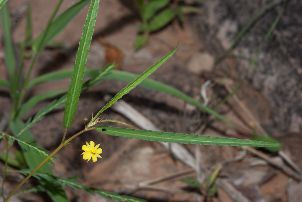Longstalk Gusha
