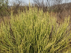 Euphorbia rossiana