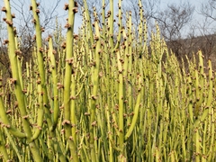 Euphorbia rossiana