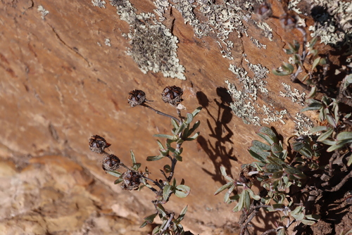 Creeping Redflush (Lampranthus multiradiatus)