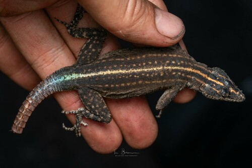 Spotted Flat Lizard