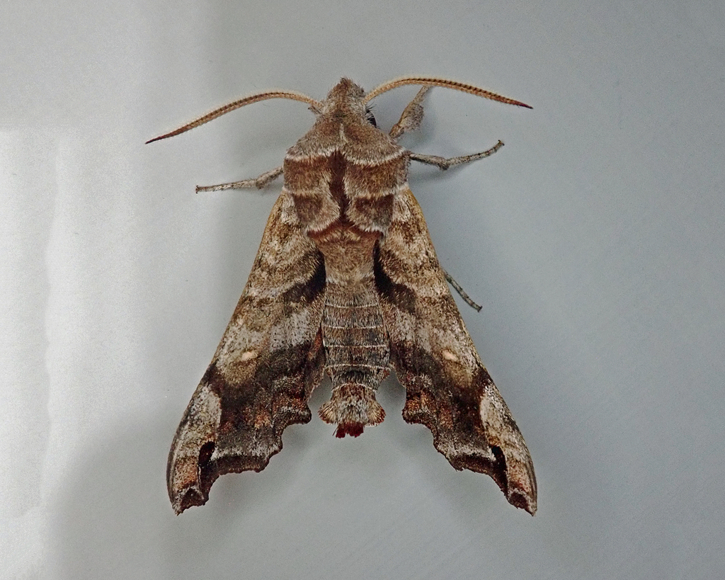 Lettered Sphinx from Salem, NH 03079, USA on May 21, 2024 at 05:05 AM ...