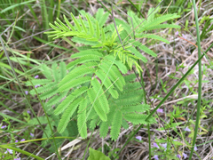 Desmanthus illinoensis