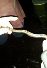 Liodytes rigida sinicola