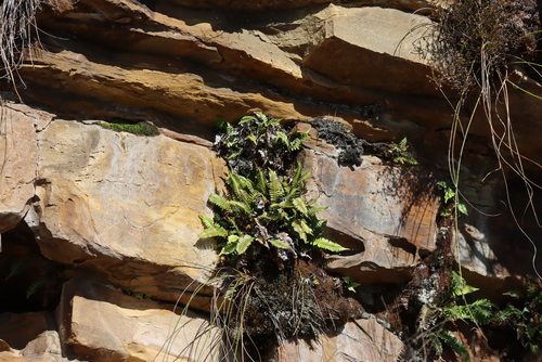 Blechnum australe (Blechnum australe)