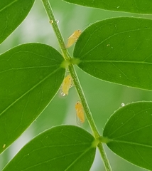 Heteropsylla
