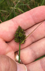 Carex harfordii