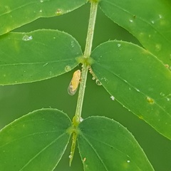 Heteropsylla